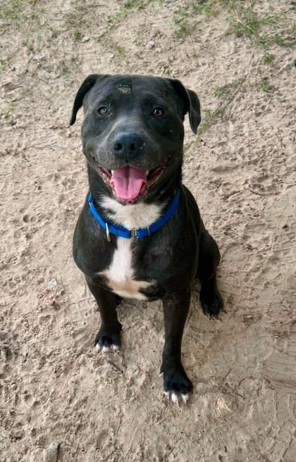 Geralt, ADOPTABLE, Adult Male Pit Bull Terrier & American Staffordshire Terrier.