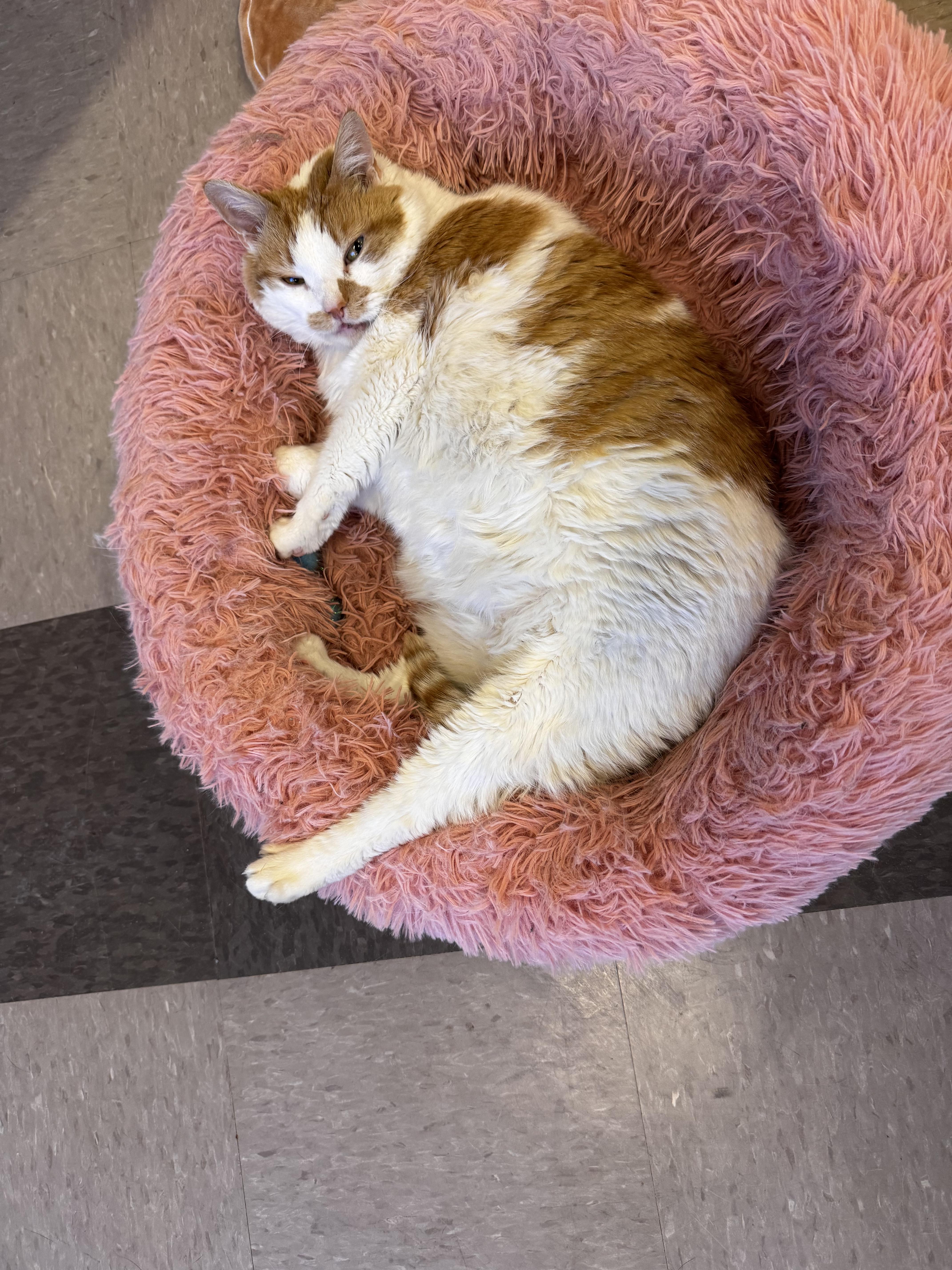 Colette, Adopted, Senior Female Domestic Short Hair.