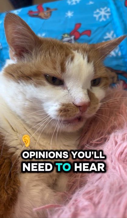 Enlarge Colette, a Adopted Domestic Short Hair in Chicago, IL video 2/2