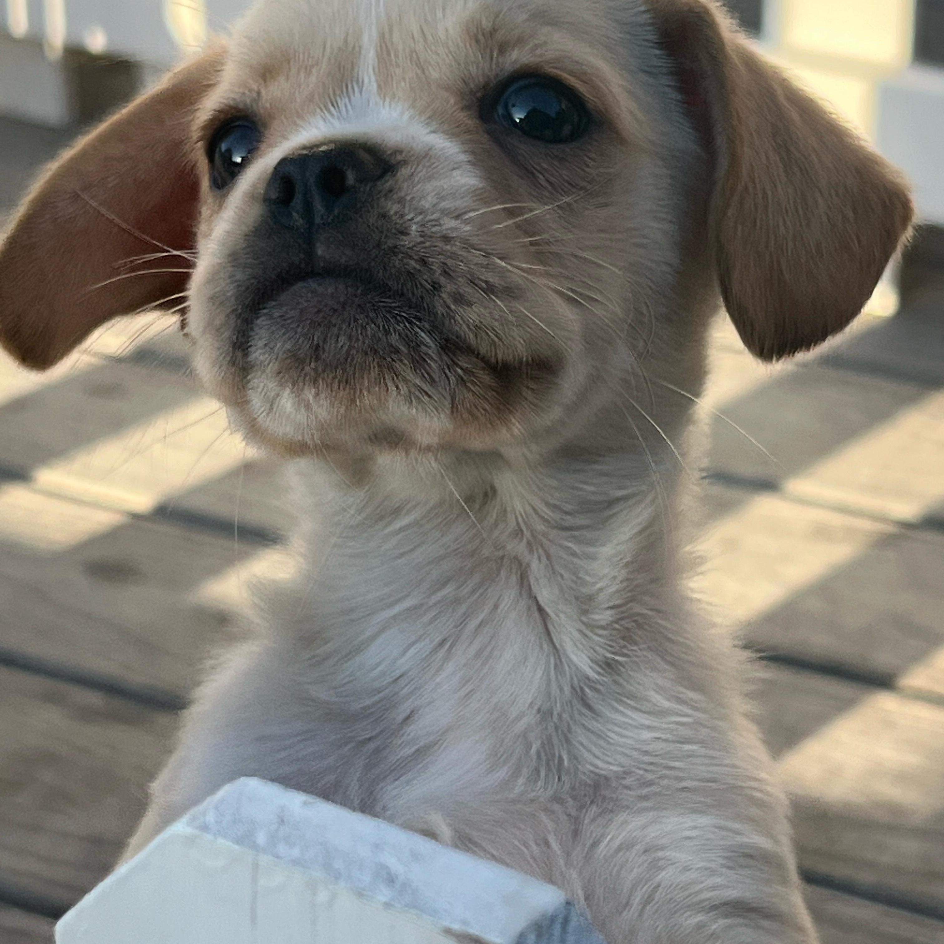 Goldie, adopted, Puppy Female Puggle & Chug.