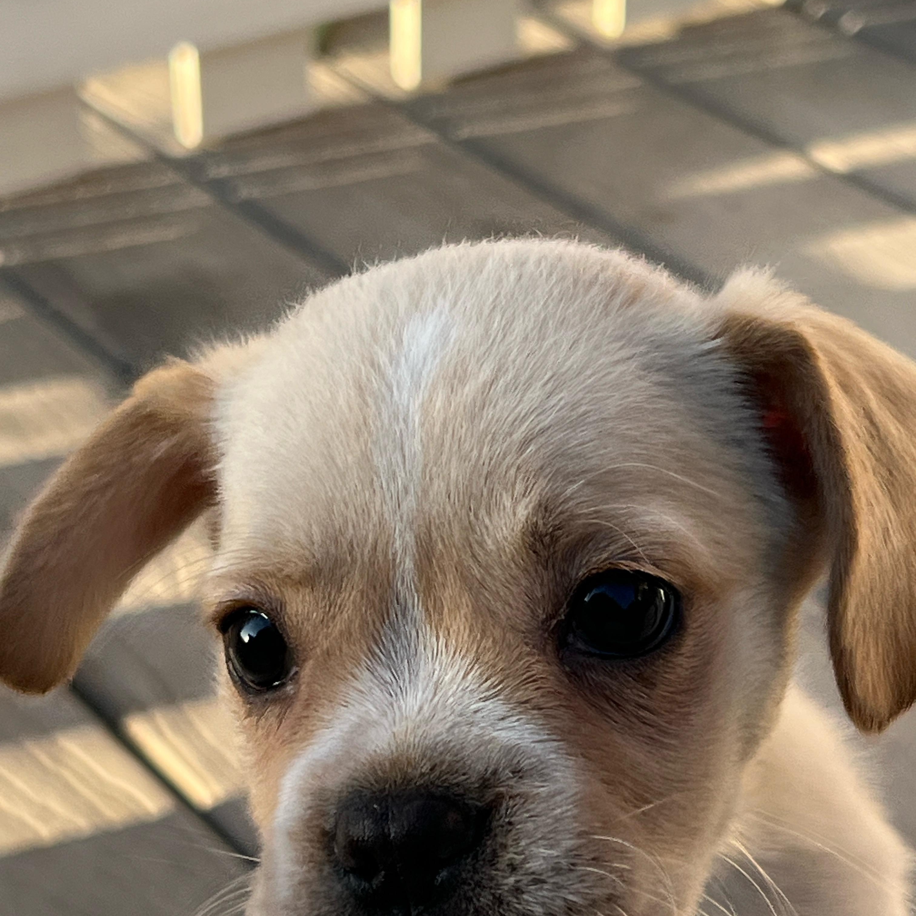 Enlarge Goldie, an adopted mixed breed in Hawthorne, CA image 5/6