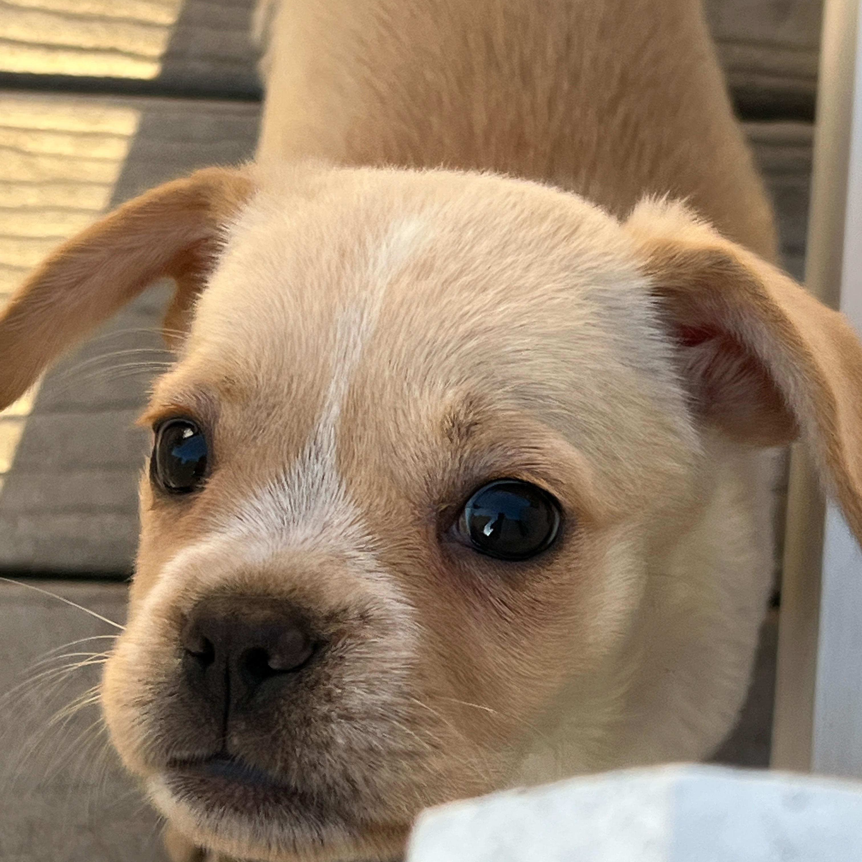 Enlarge Goldie, an adopted mixed breed in Hawthorne, CA image 4/6