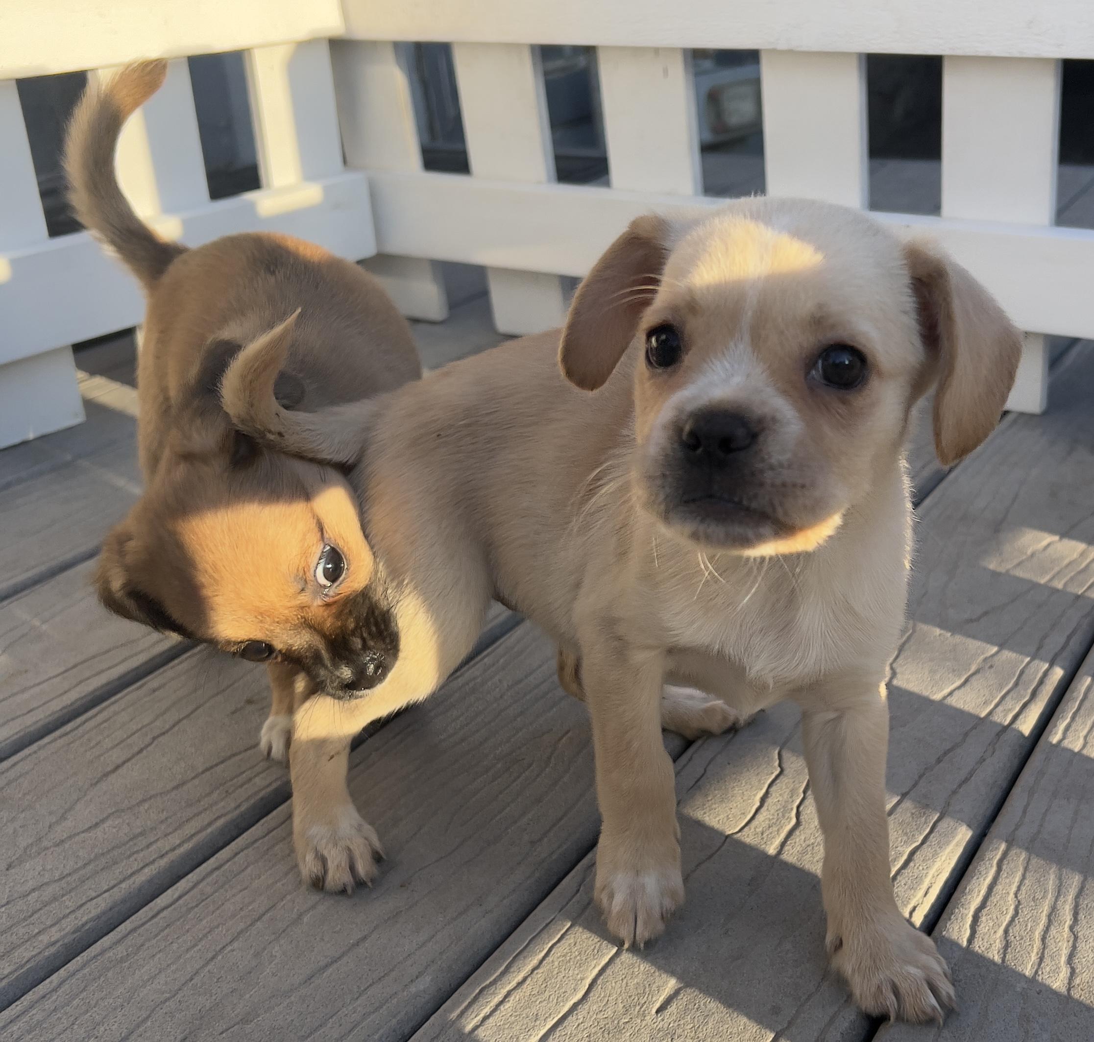 Enlarge Goldie, an adopted mixed breed in Hawthorne, CA image 2/6