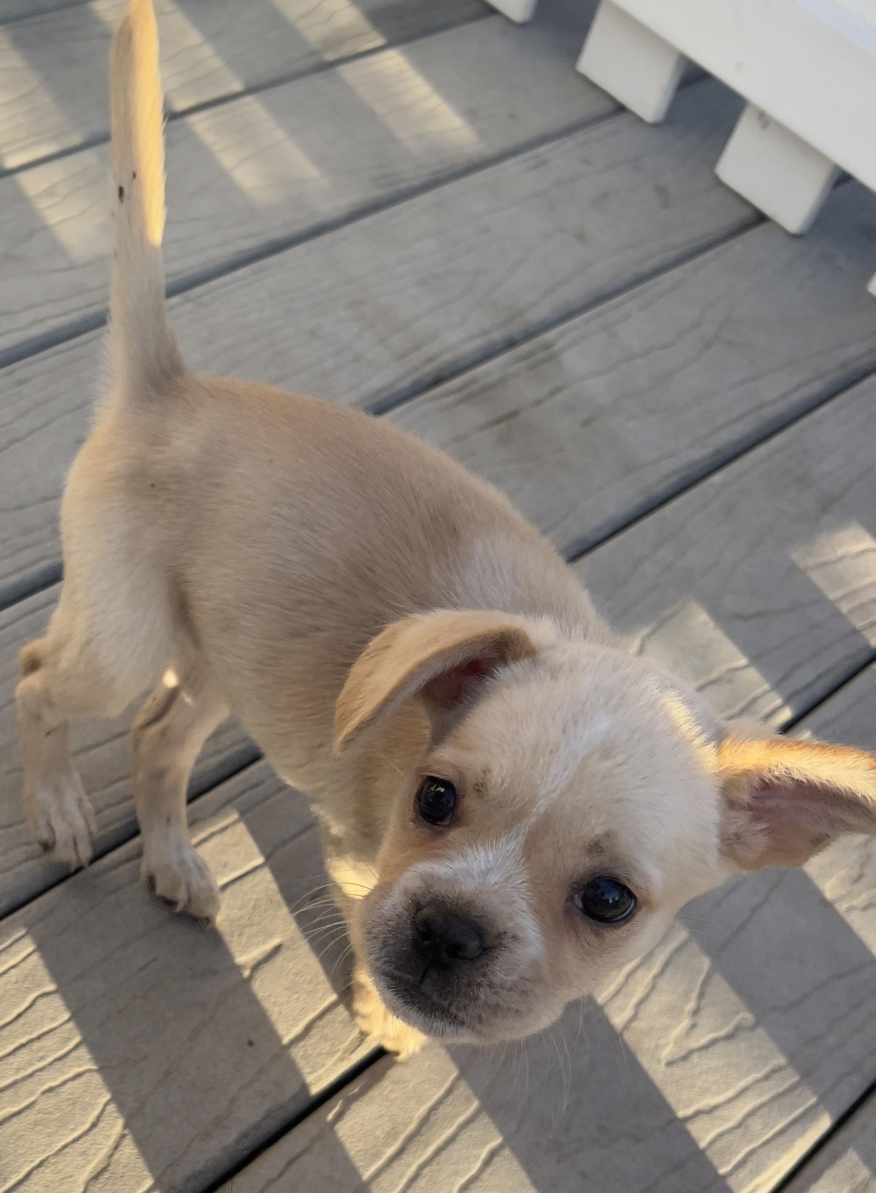 Enlarge Goldie, an adopted mixed breed in Hawthorne, CA image 6/6
