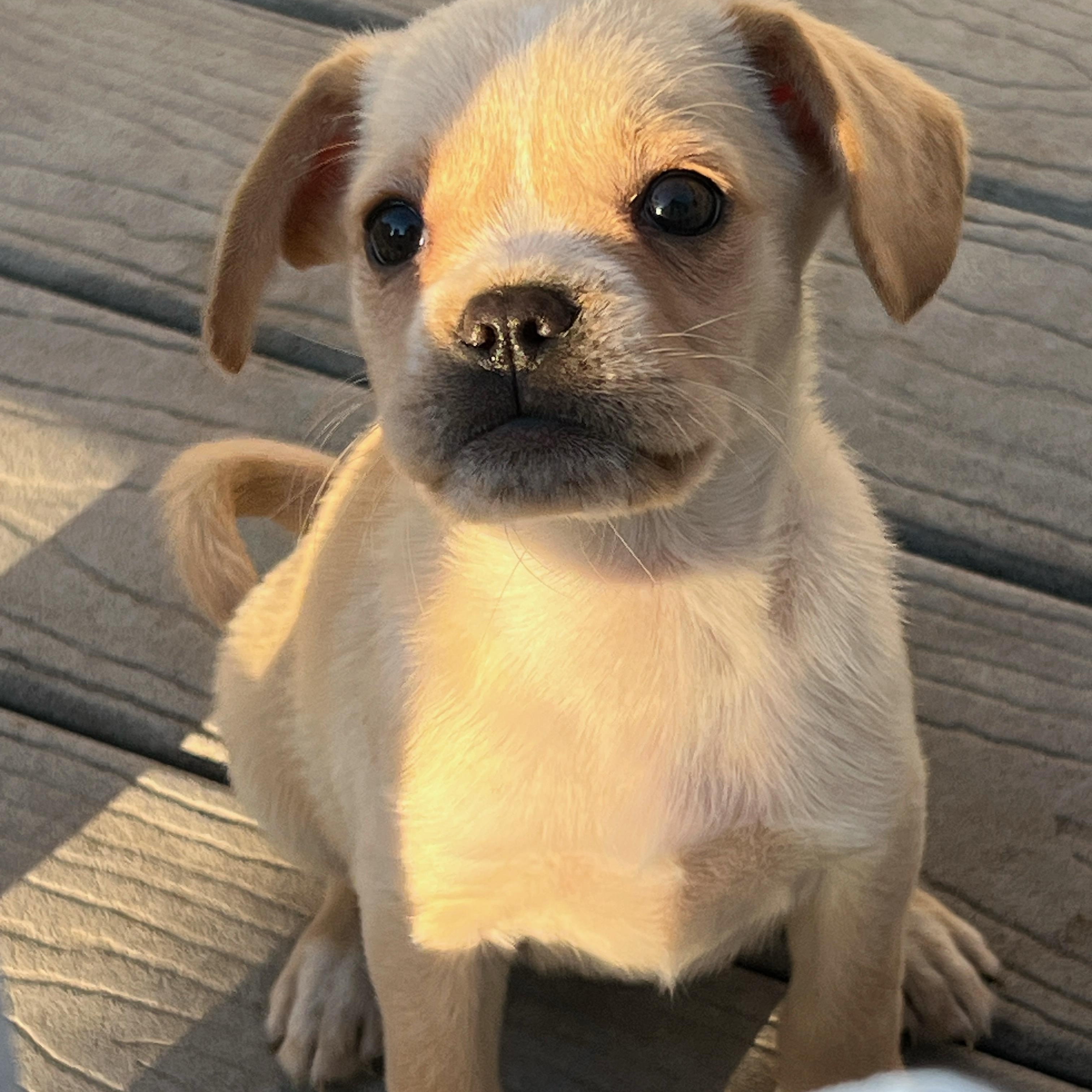 Enlarge Goldie, an adopted mixed breed in Hawthorne, CA image 3/6