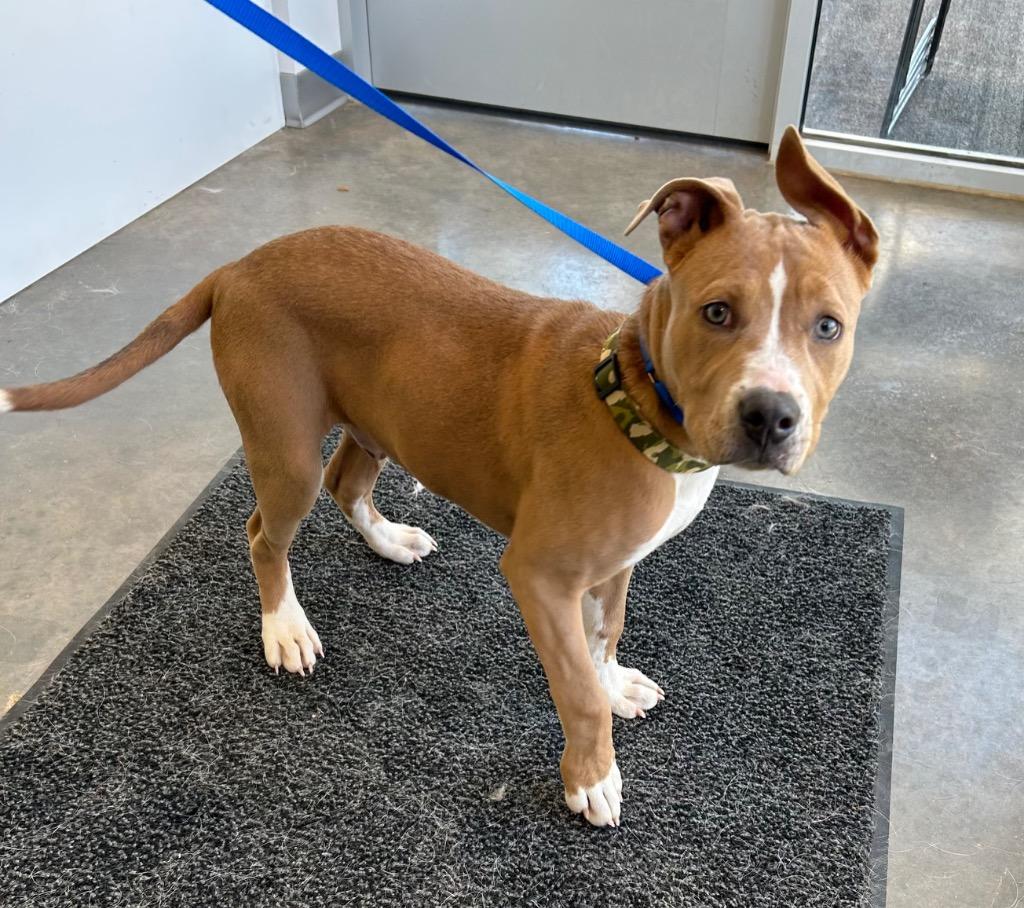 Enlarge Goose, a Adoptable Pit Bull Terrier in Newcastle, OK image 1/1