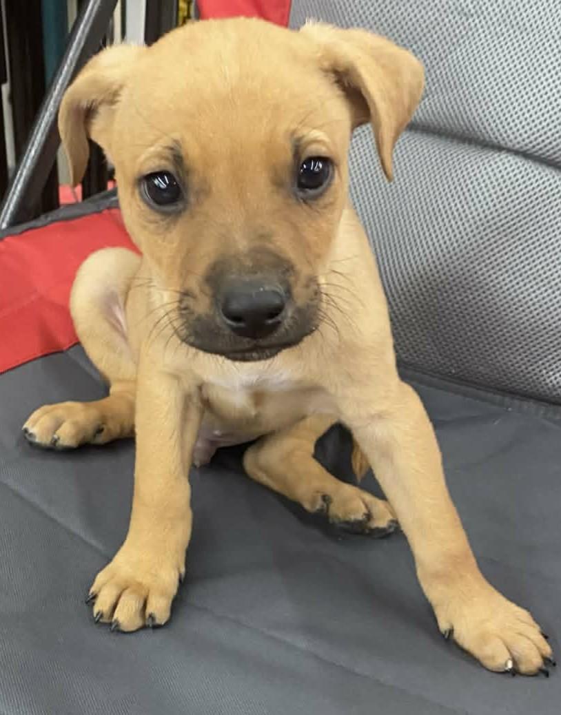 Gilligan, adopted, Puppy Male Mixed Breed.