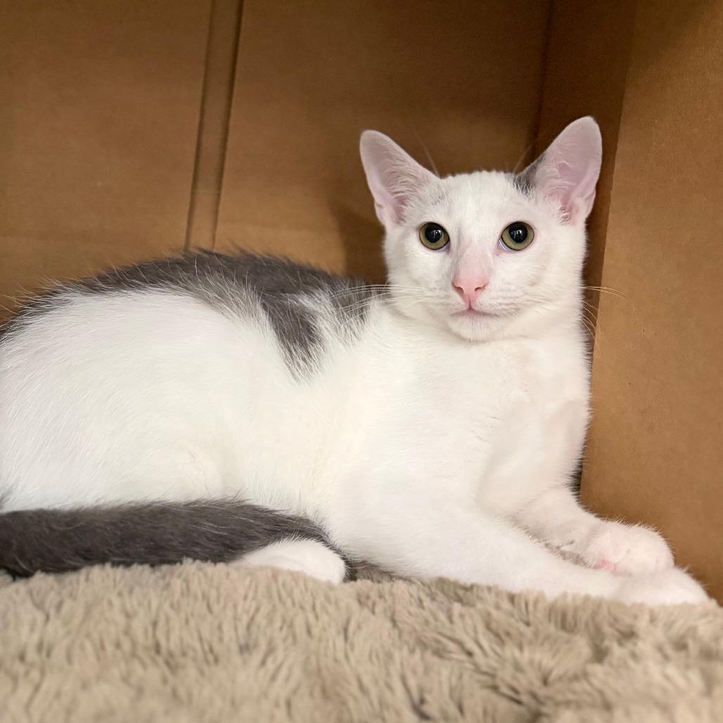 Rainbow, Adoptable, Kitten Male Domestic Short Hair.