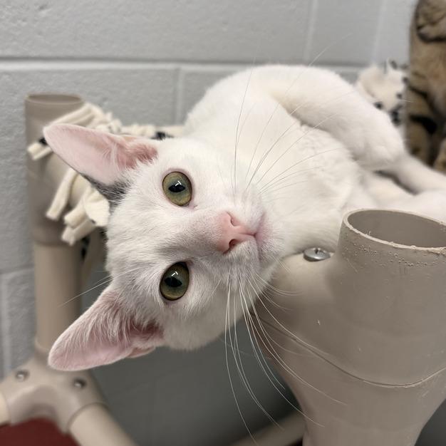 Rainbow, a Adoptable Domestic Short Hair in Marshall, VA image 2/2