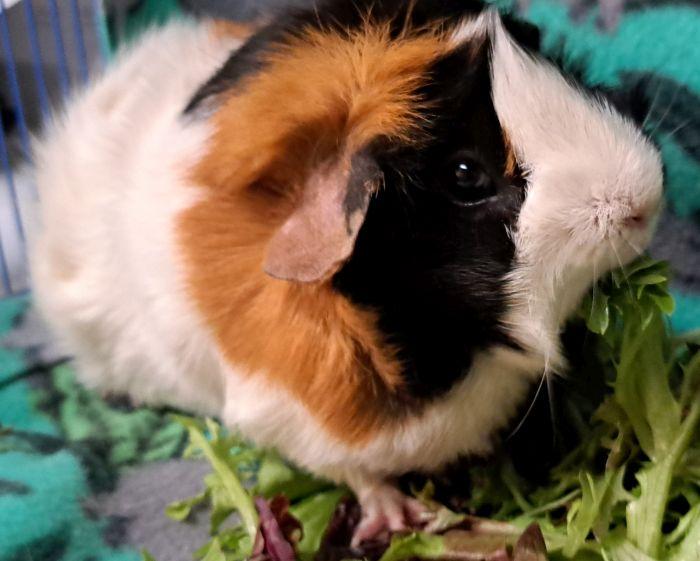 Enlarge Smores, a ADOPTABLE Abyssinian in Gary, IN image 3/4