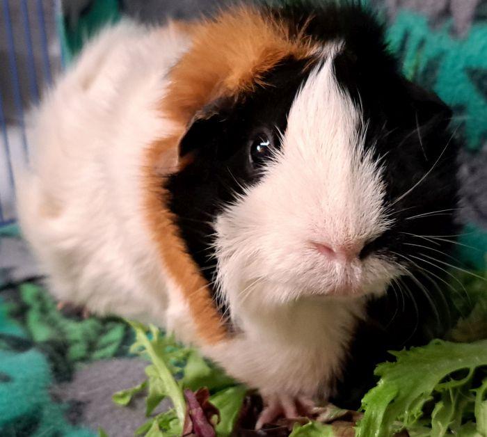 Enlarge Smores, a ADOPTABLE Abyssinian in Gary, IN image 2/4