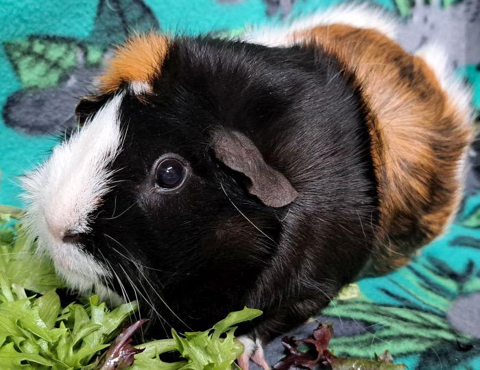 Enlarge Smores, a ADOPTABLE Abyssinian in Gary, IN image 4/4
