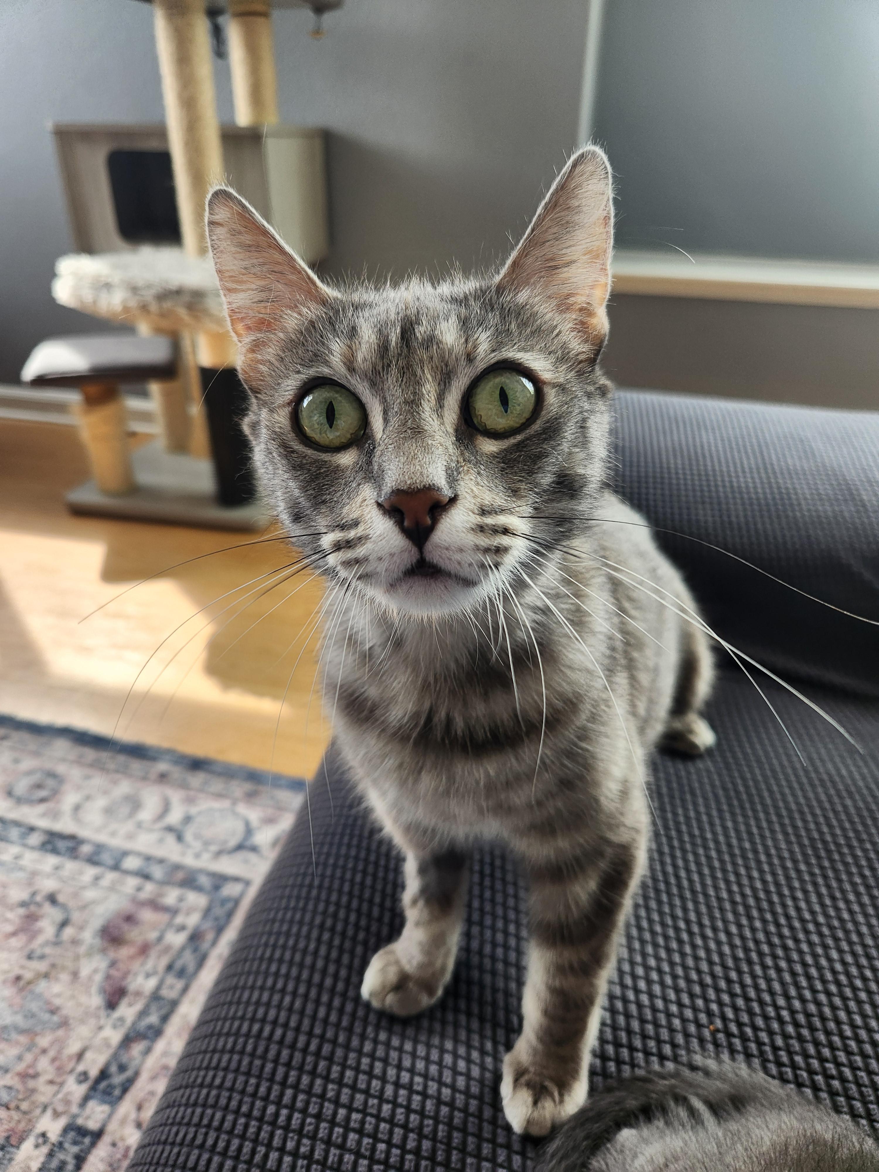 Nonnie, Adoptable, Young Female Domestic Short Hair.