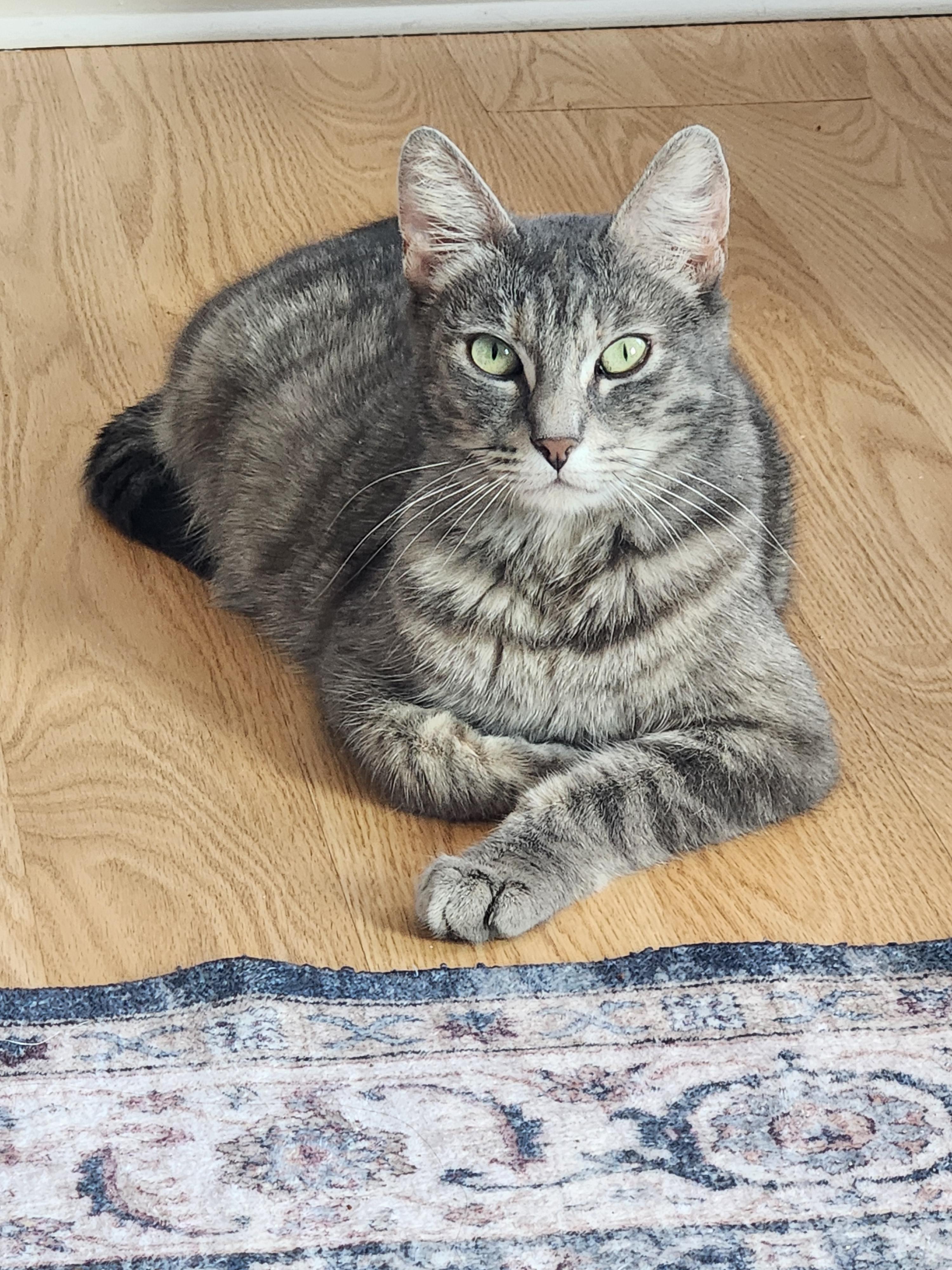 Nonnie, Adoptable, Young Female Domestic Short Hair.