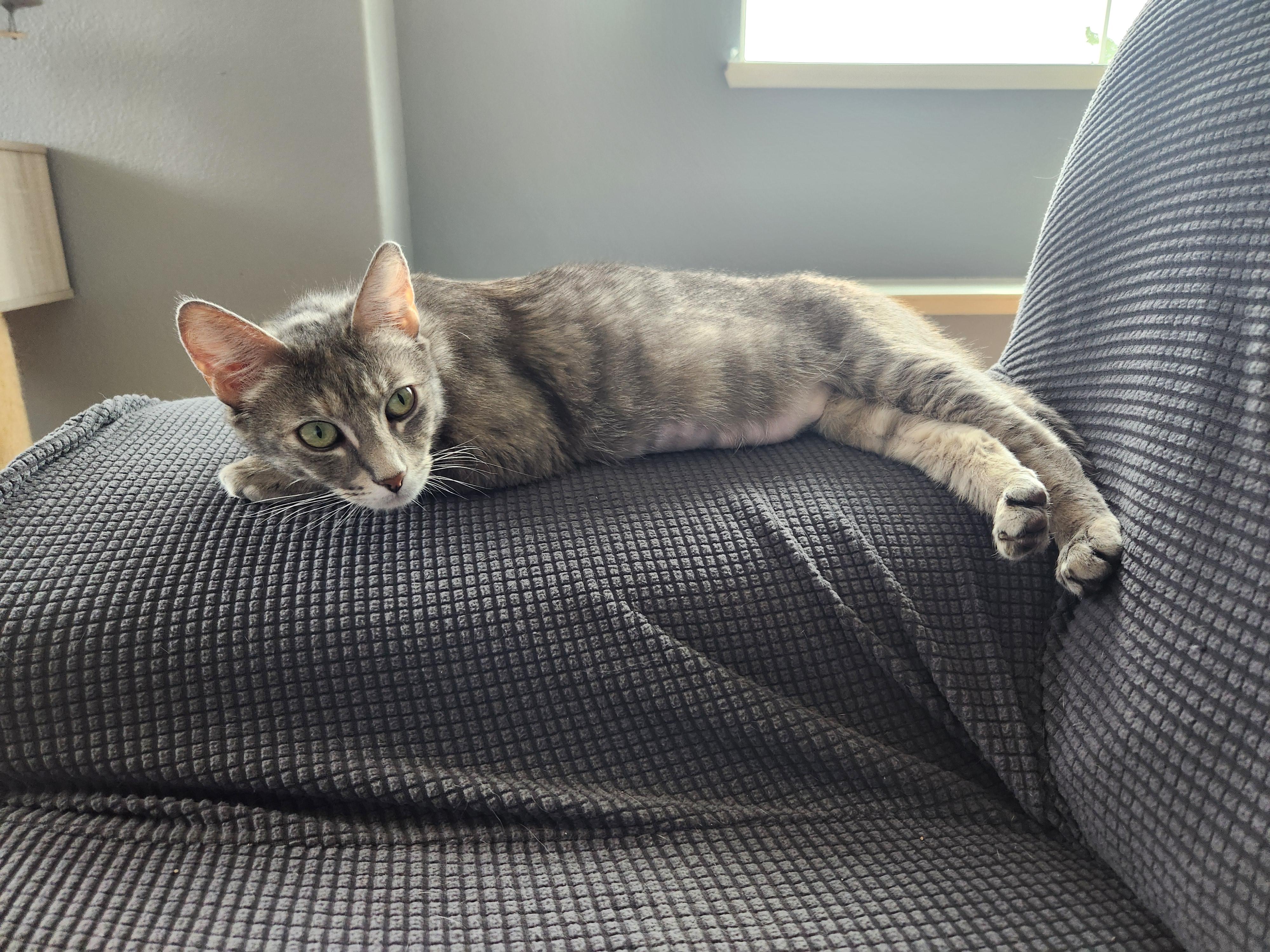 Nonnie, a Adoptable Domestic Short Hair in Rio Linda, CA image 3/3
