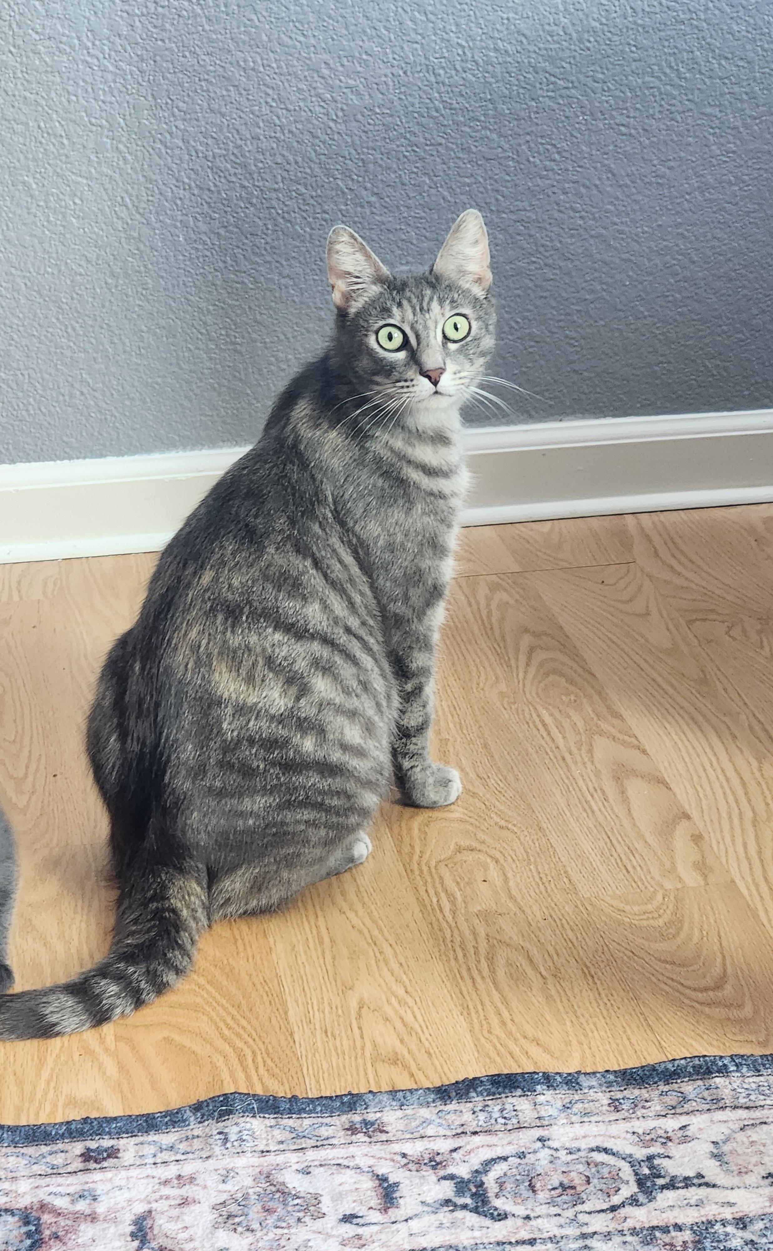 Enlarge Nonnie, a Adoptable Domestic Short Hair in Rio Linda, CA image 2/2