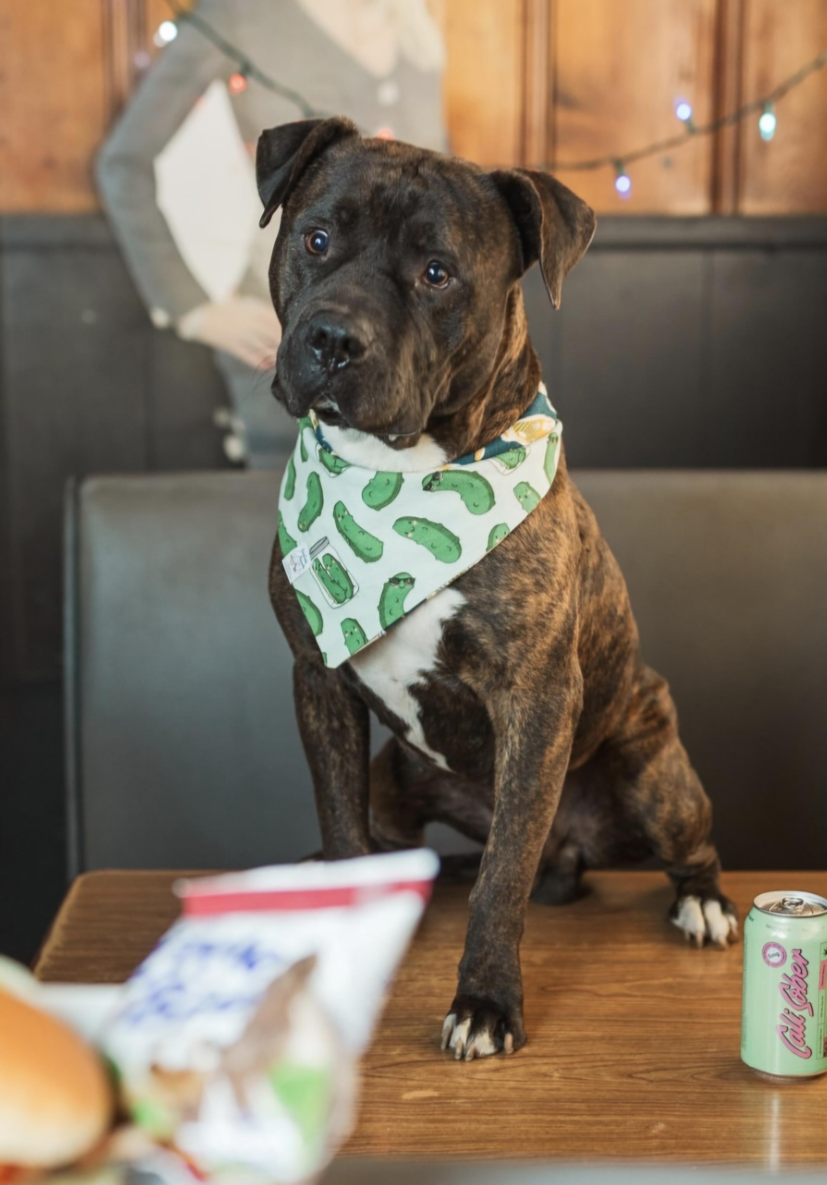 Tommy Pickles, ADOPTABLE, Adult Male Boxer.