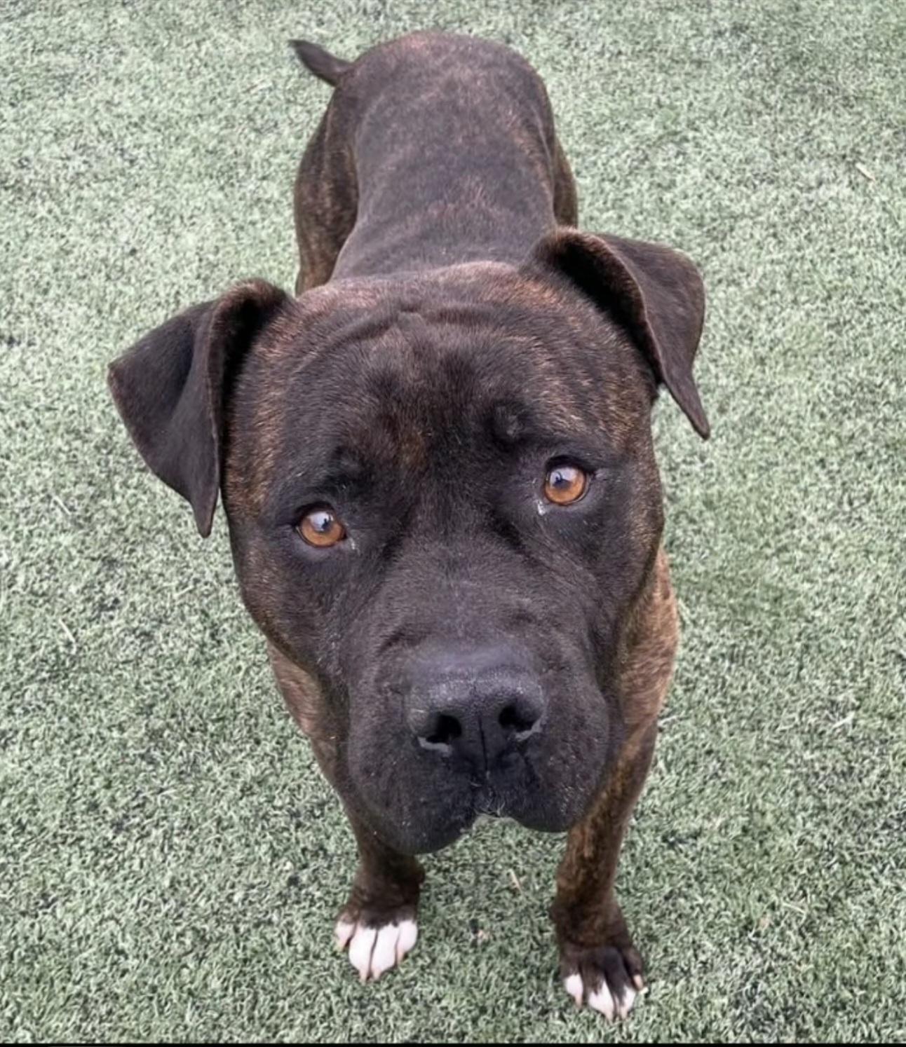 Enlarge Tommy Pickles, a ADOPTABLE mixed breed in Nashville, TN image 2/2