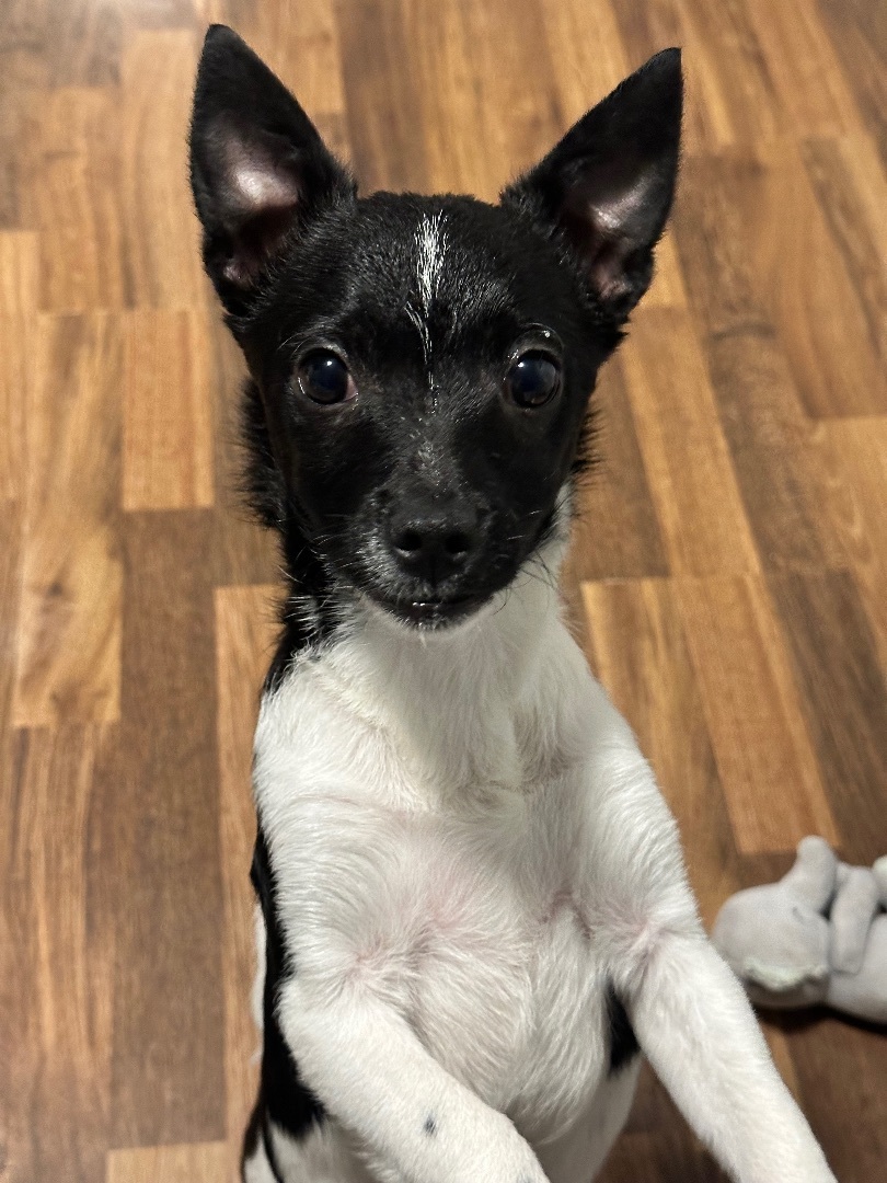 Enlarge Pablo, a Adopted Chihuahua in Harriman, TN image 1/5