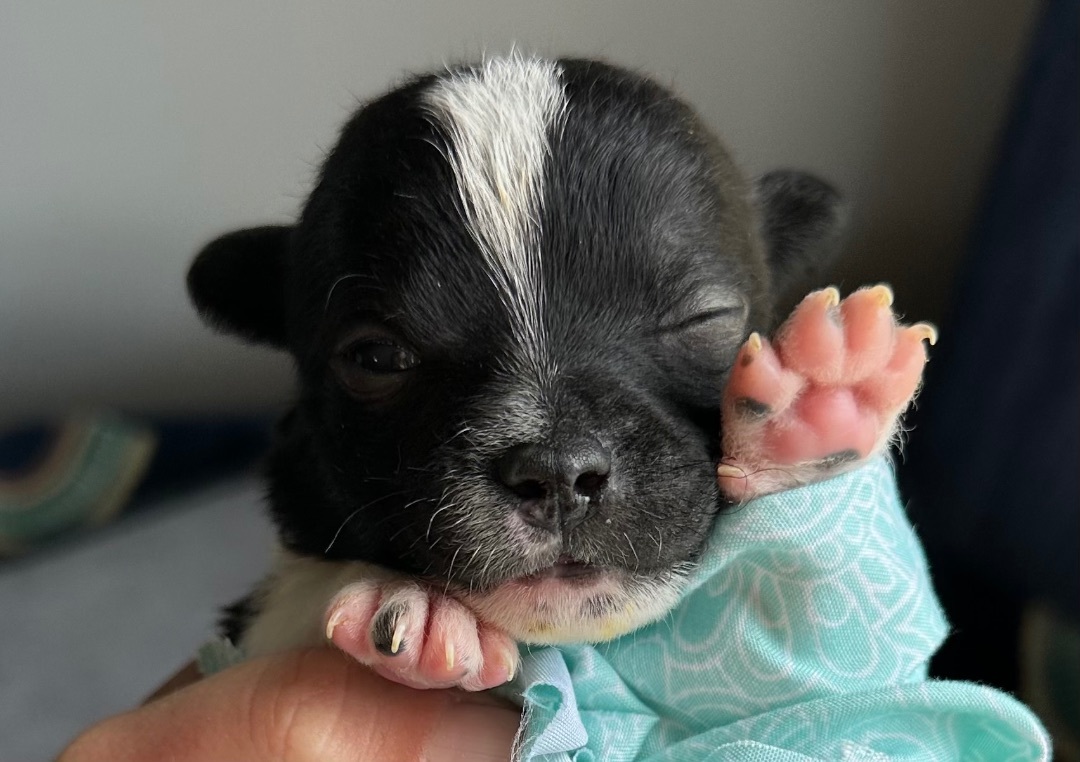 Enlarge Pablo, a Adopted Chihuahua in Harriman, TN image 2/5