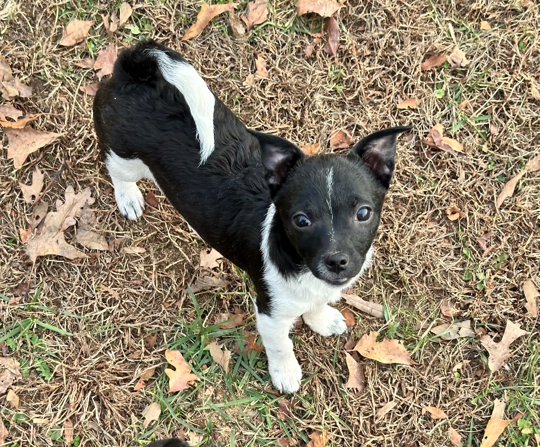 Enlarge Pablo, a Adopted Chihuahua in Harriman, TN image 3/5