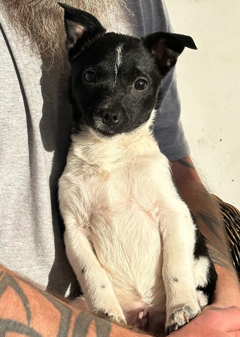 Enlarge Pablo, a Adopted Chihuahua in Harriman, TN image 4/5