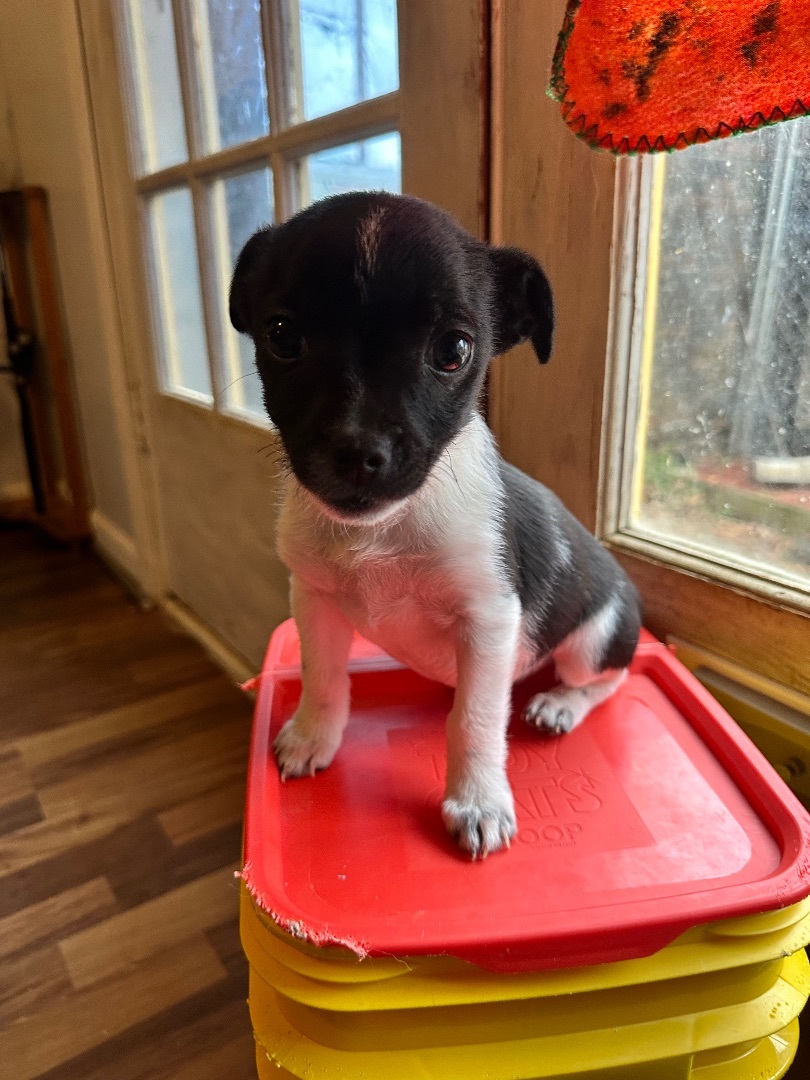 Enlarge Pablo, a Adopted Chihuahua in Harriman, TN image 5/5