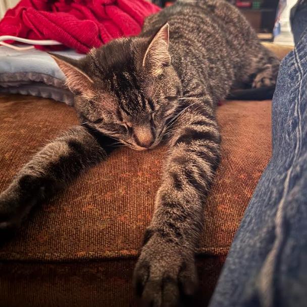 Paladin, adopted, Young Male Domestic Short Hair.