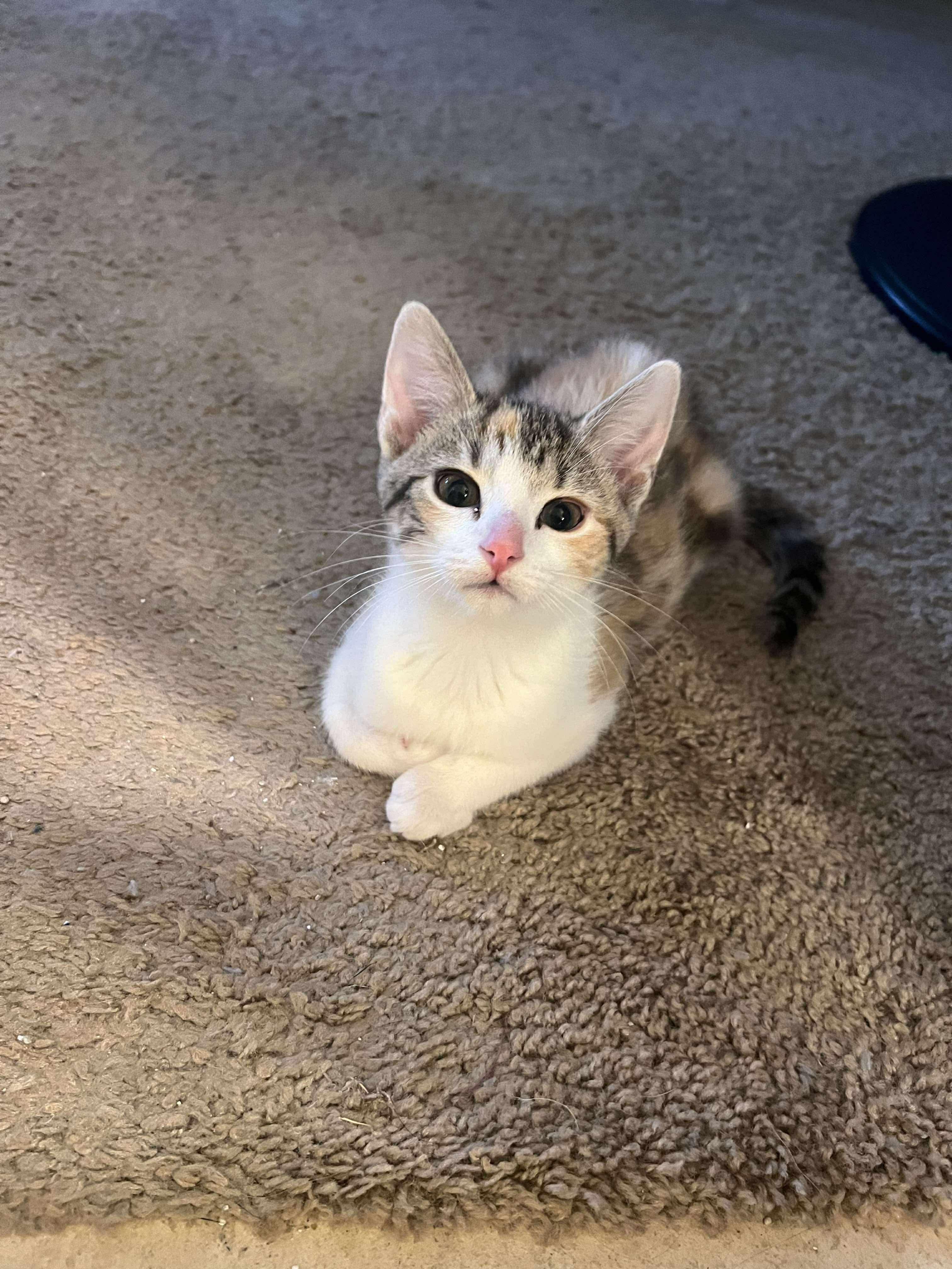 Enlarge Christine, a Adopted Domestic Short Hair in Phenix City, AL image 1/2