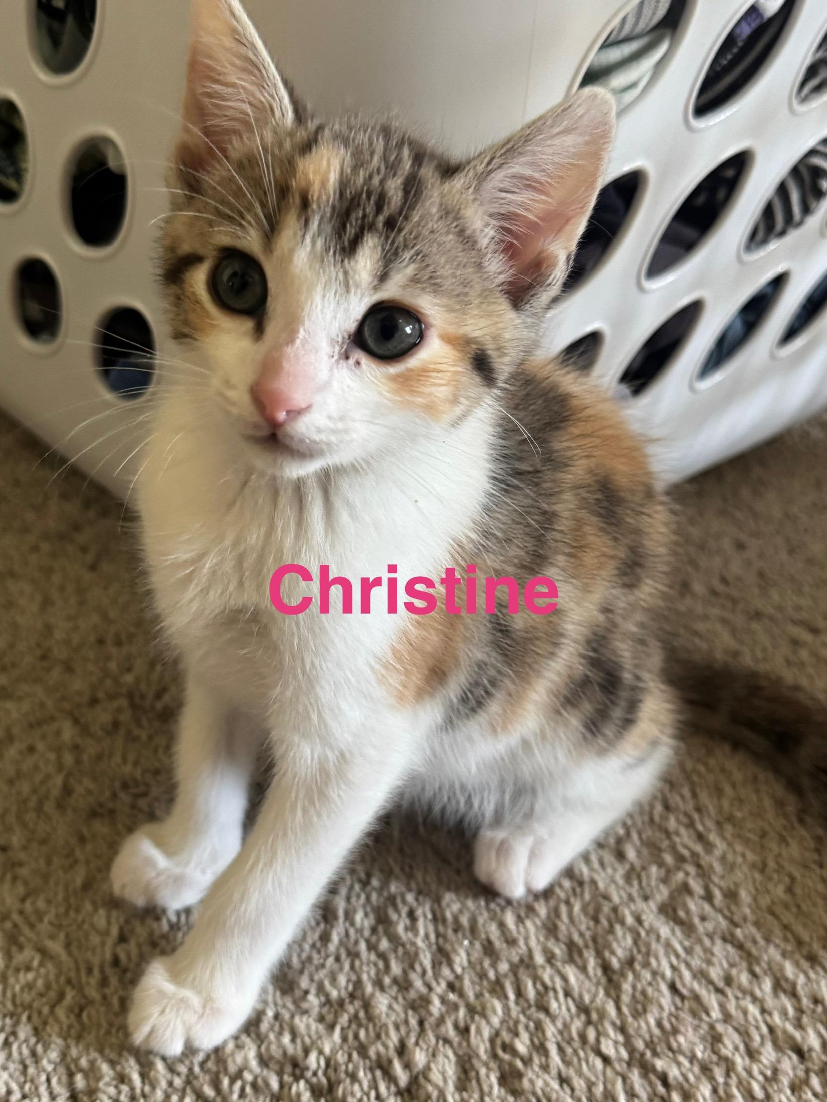 Christine, Adopted, Kitten Female Domestic Short Hair.