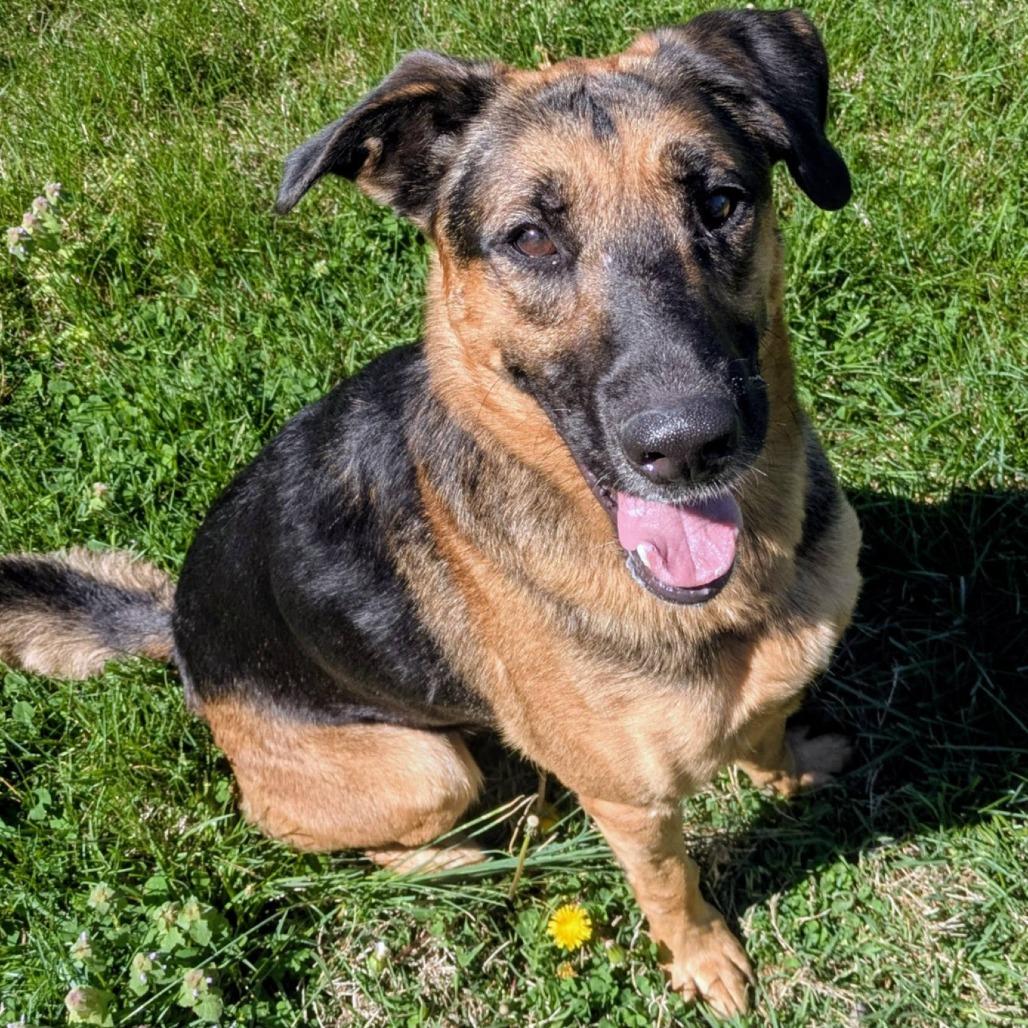 Arrow, Adoptable, Adult Male Mixed Breed.