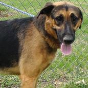 Enlarge Arrow, a Adoptable Mixed Breed in Jeffersonville, IN image 1/4