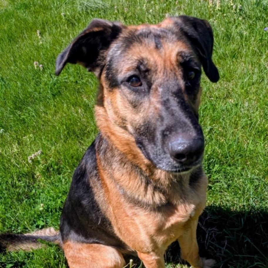 Enlarge Arrow, a Adoptable Mixed Breed in Jeffersonville, IN image 2/4