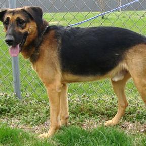 Enlarge Arrow, a Adoptable Mixed Breed in Jeffersonville, IN image 2/4