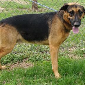 Enlarge Arrow, a Adoptable Mixed Breed in Jeffersonville, IN image 3/4
