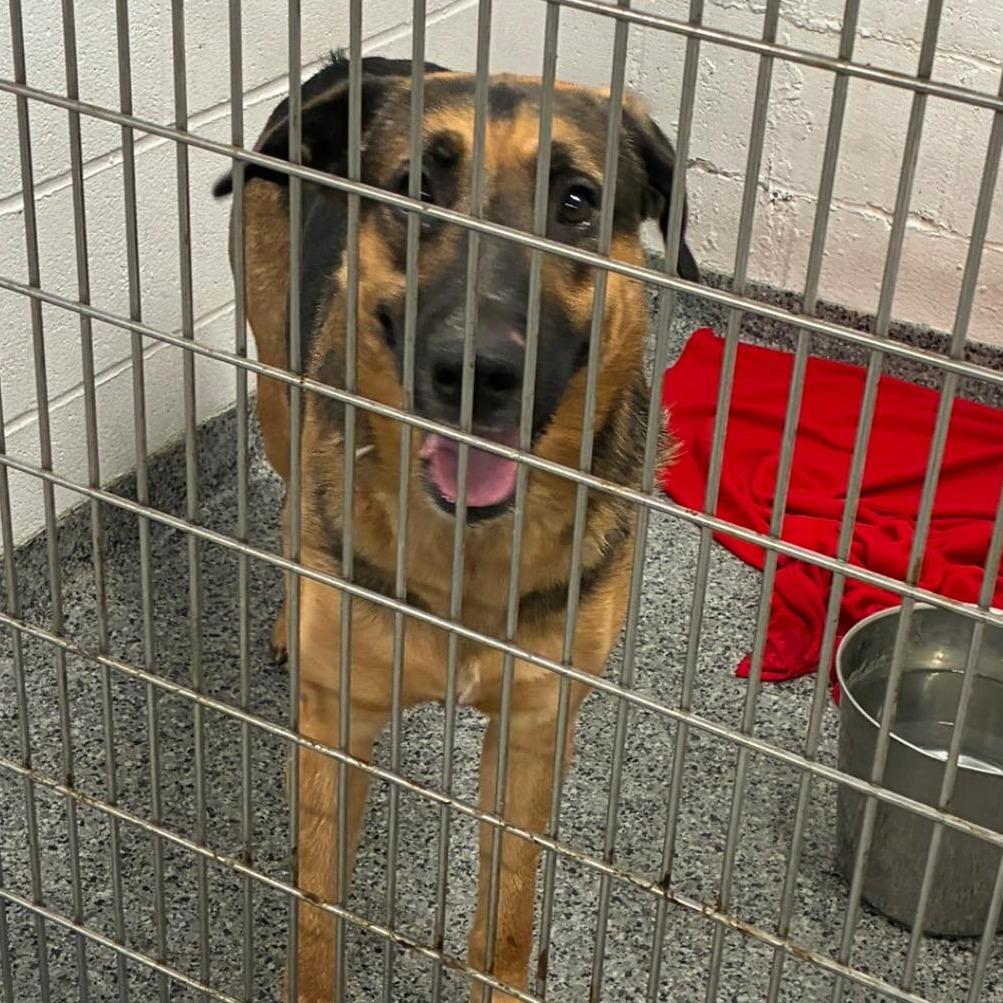 Arrow, Adoptable, Adult Male Mixed Breed.