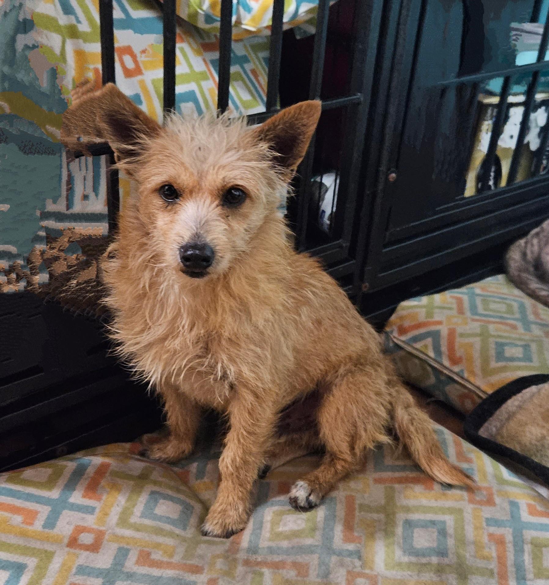 Shotzy, adopted, Senior Male West Highland White Terrier / Westie.
