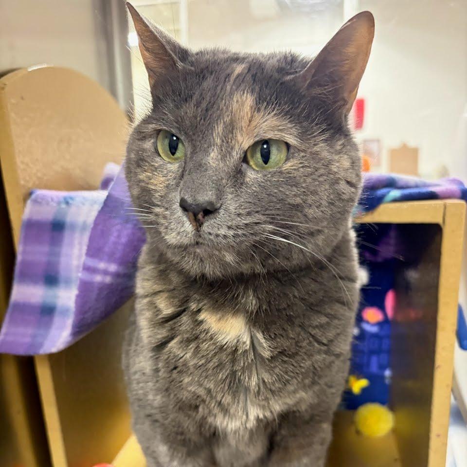 Misty, Adoptable, Senior Female Domestic Short Hair.