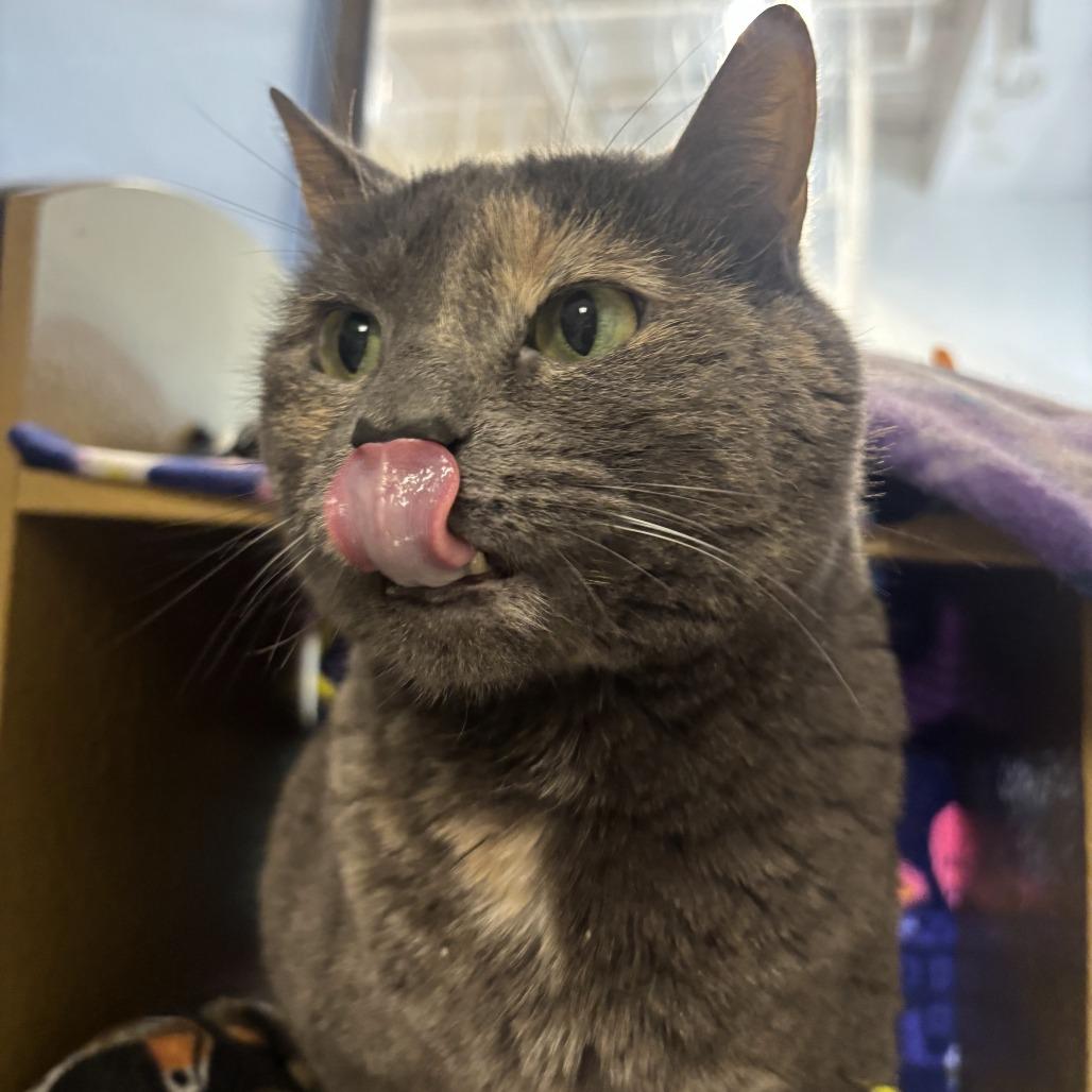 Misty, a Adoptable Domestic Short Hair in Downers Grove, IL image 2/5