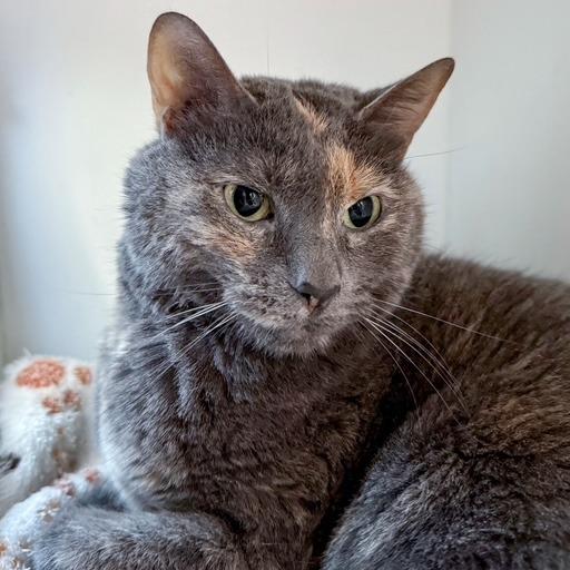 Misty, a Adoptable Domestic Short Hair in Downers Grove, IL image 3/5