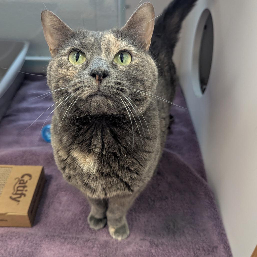 Misty, a Adoptable Domestic Short Hair in Downers Grove, IL image 4/5