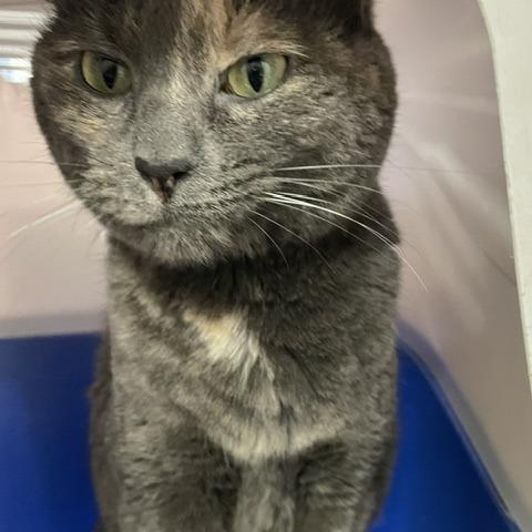 Enlarge Misty, a Adoptable Domestic Short Hair in Downers Grove, IL image 1/1