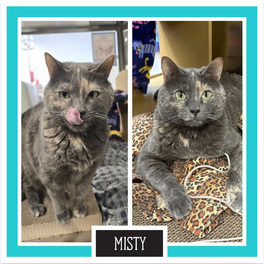 Enlarge Misty, a Adoptable Domestic Short Hair in Downers Grove, IL image 6/6