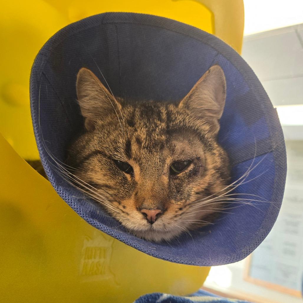 Enlarge Stripe, a Adoptable Domestic Short Hair in Waukesha, WI image 1/1