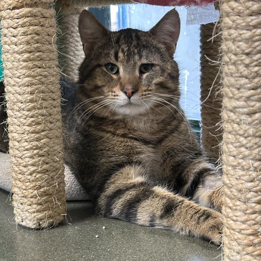 Stripe — thumbnail 2