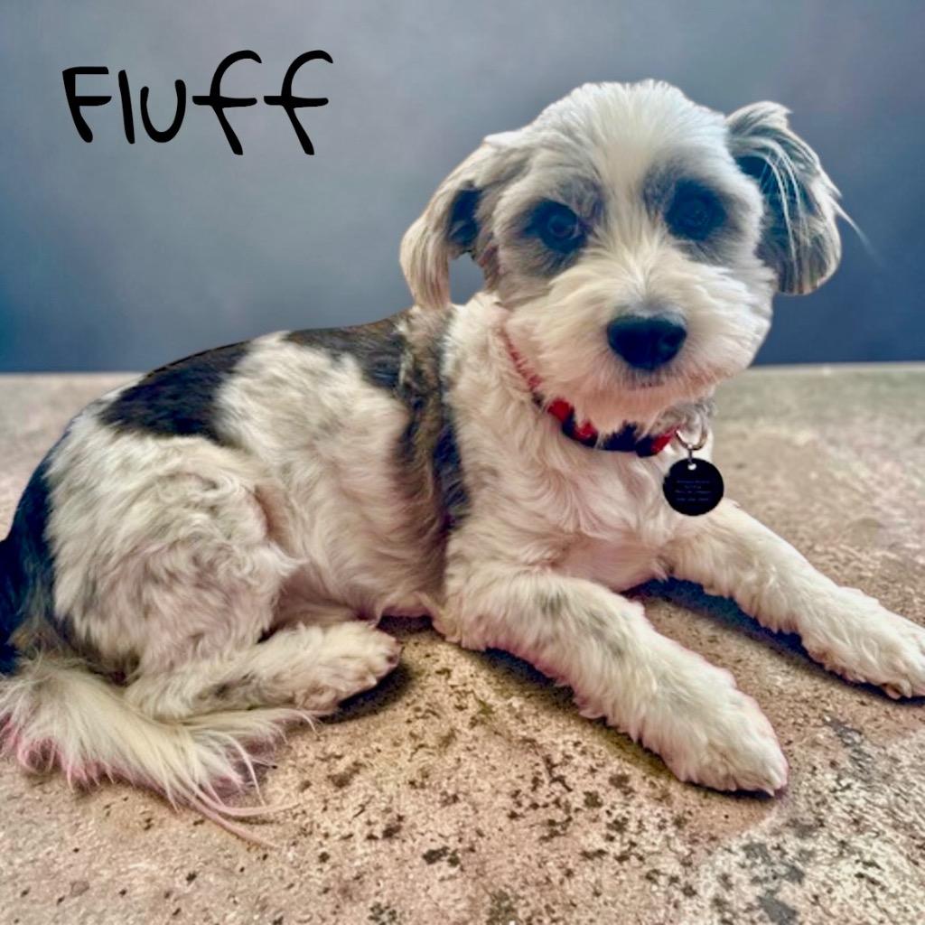 Fluff, Adoptable, Senior Male Havanese.