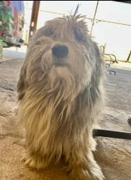 Fluff, Adoptable, Senior Male Havanese.