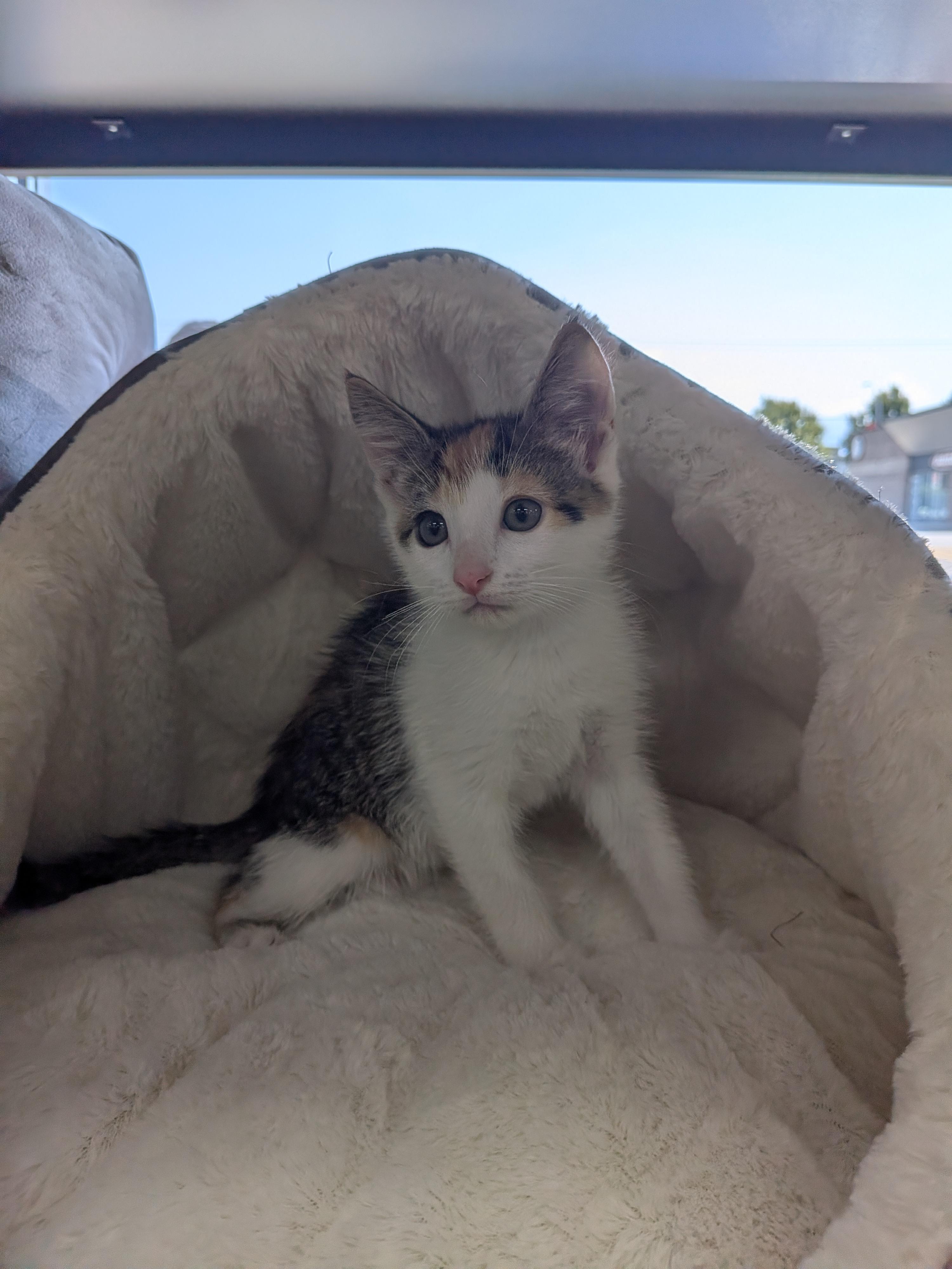 Pico -Preadoption ONLY, Adoptable, Kitten Female Domestic Short Hair.