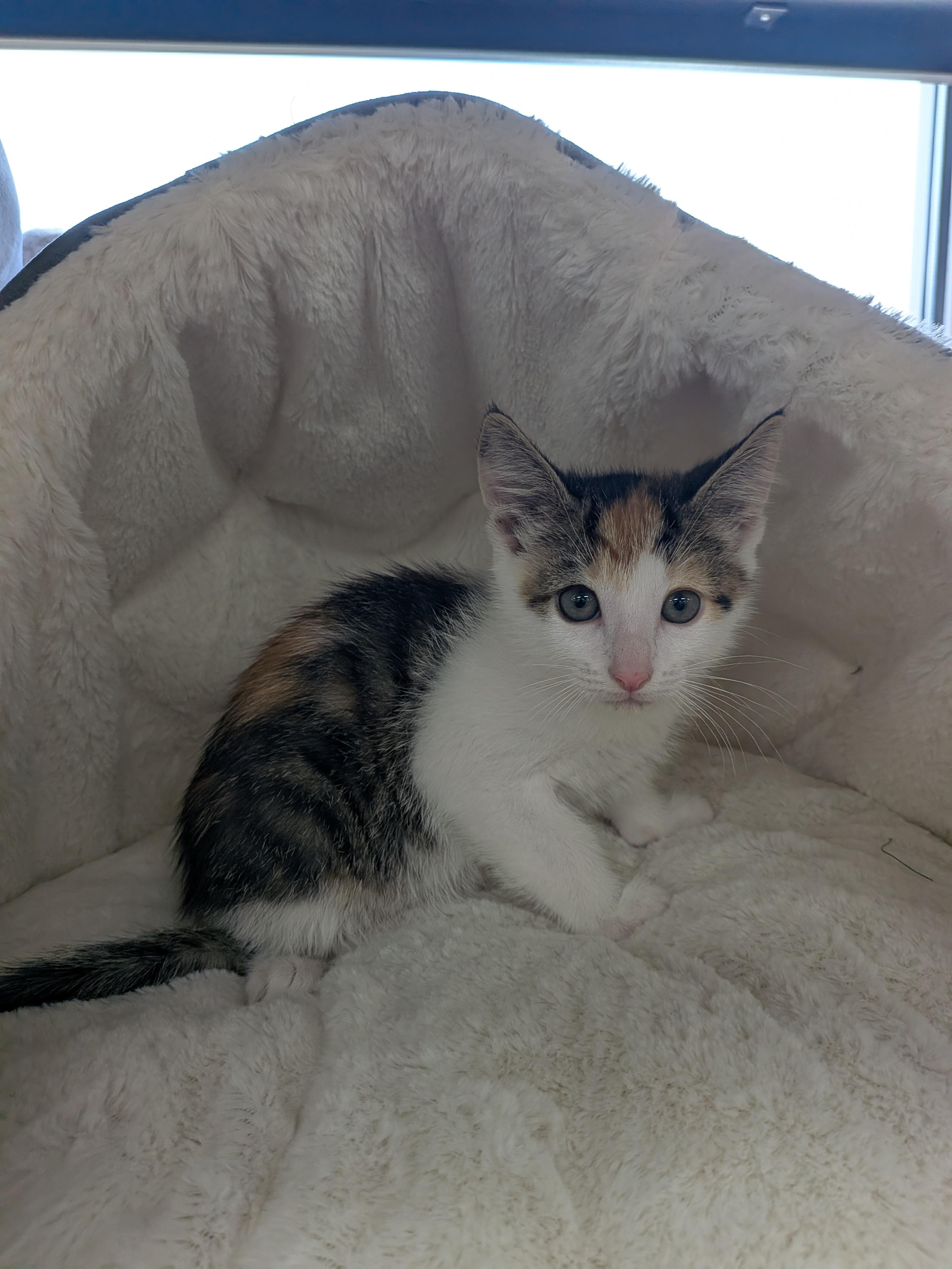 Enlarge Pico -Preadoption ONLY, a Adoptable Domestic Short Hair in Chilliwack, BC image 2/2