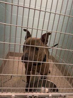 McQueen — thumbnail 2